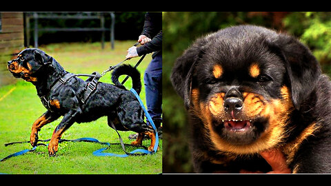 Rottweilers ~The History and The Myth~