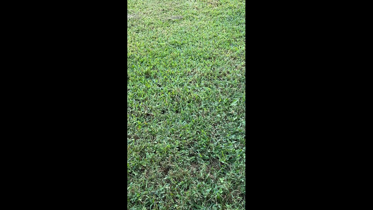Gen3 Blackout Tradition Jr.