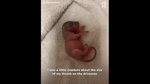 Man Spots Tiny Little Creature On The Ground