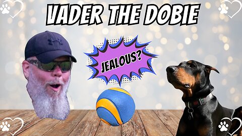 Doberman Jealousy Activated: “That’s MY Ball!” 😂🐾🎾