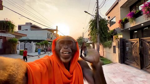 monkey vlogging with zulkarnain