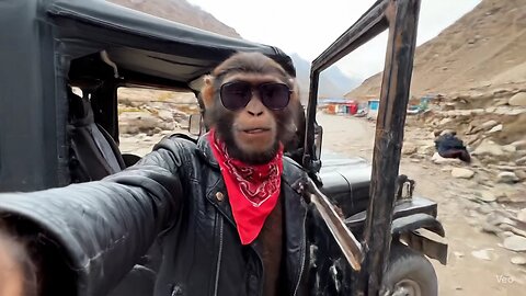 monkey vlogging in Kashmir