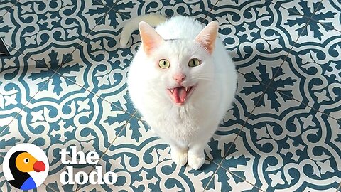Cat Screams At Mom To Watch Him Do Flips | The Dodo