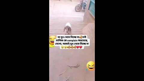 বিচার দিতেছে 🤣