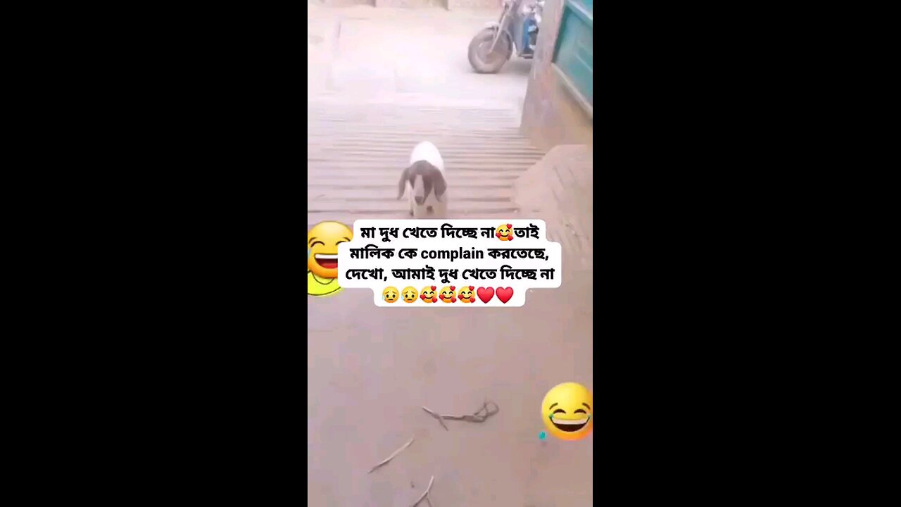বিচার দিতেছে 🤣