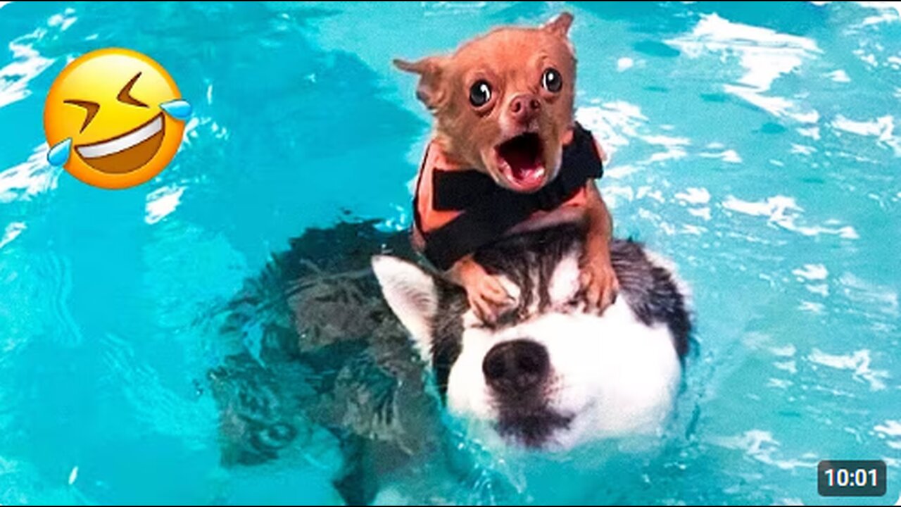 😺 Funny & Cute Animal Videos Compilaton Of The 2025 🤣