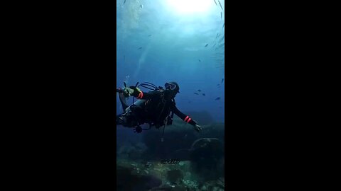How to survive a shark 🦈 attack