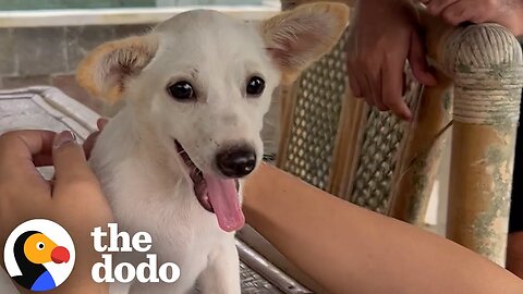 Woman Uses Her Nightgown To Rescue Terrified Puppy | The Dodo