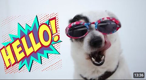 Best Funny Animal 😺 - Funniest Dogs And Cats Videos #cats #dogs #viral