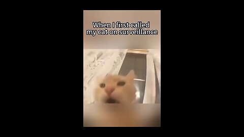 Adorable Pet cats get call