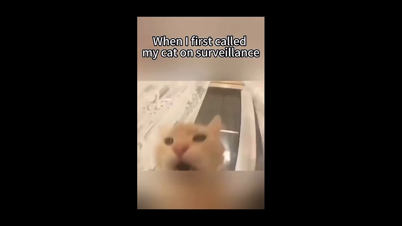 Adorable Pet cats get call