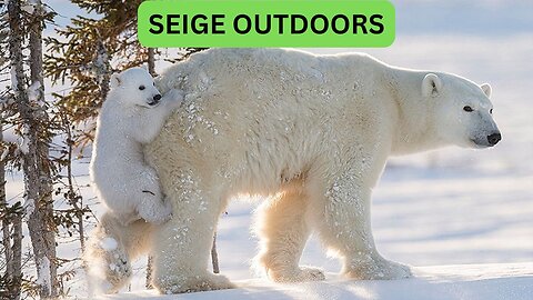 Polar Bear Live Cam!