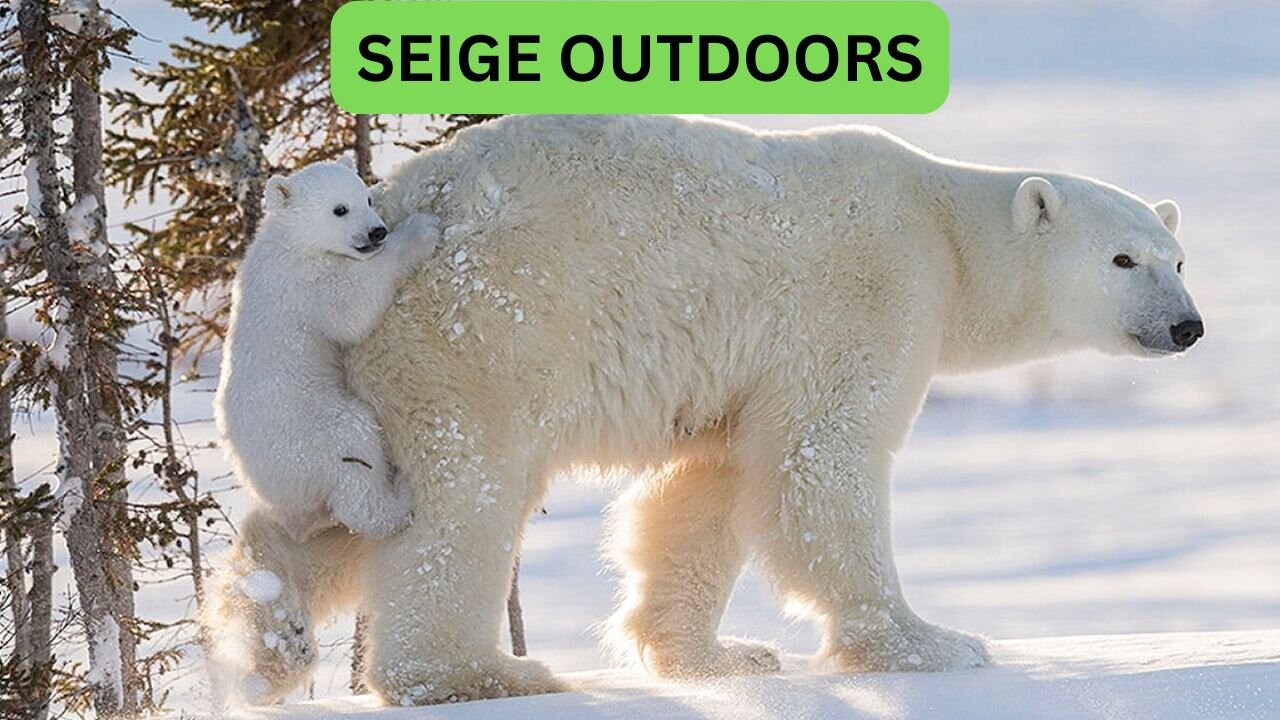 Polar Bear Live Cam!