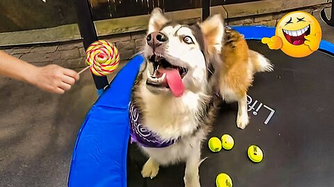 Viral Try Not To Laugh Cats And Dogs Videos 😁 - BEST Funny Animal Videos 2025