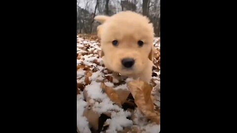 funny dogs videos