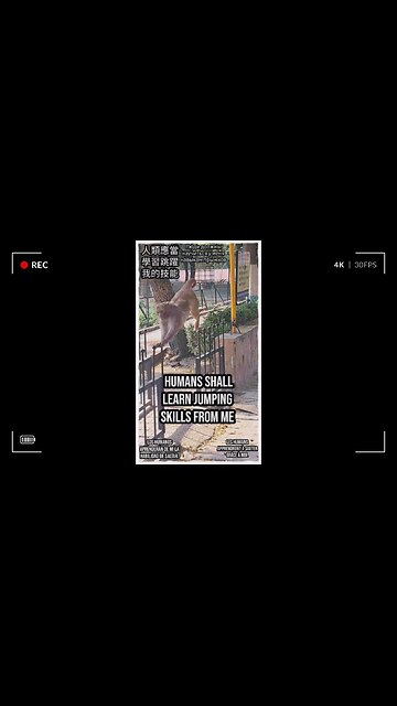 Nature’s acrobats in action! #Viral #Trending #ForYou #Explore