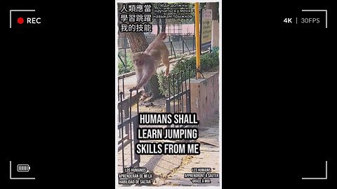 Nature’s acrobats in action! #Viral #Trending #ForYou #Explore