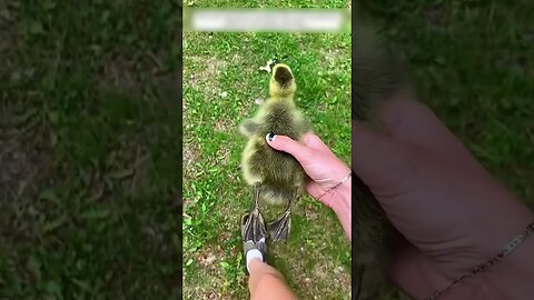 The guy found a duck in the street and became his dad
