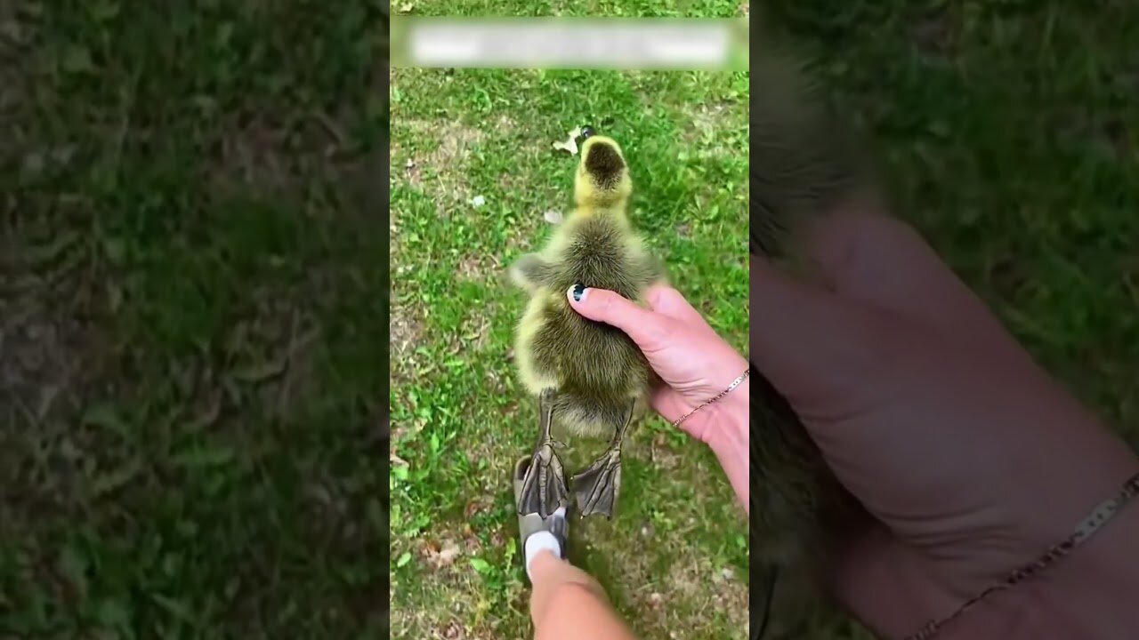 The guy found a duck in the street and became his dad