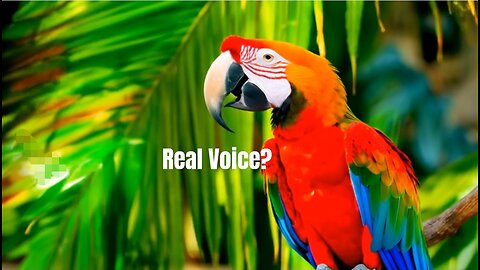 This Parrot’s Voice Doesn’t Sound Real! 🦜🎤 | You Won’t Believe It!