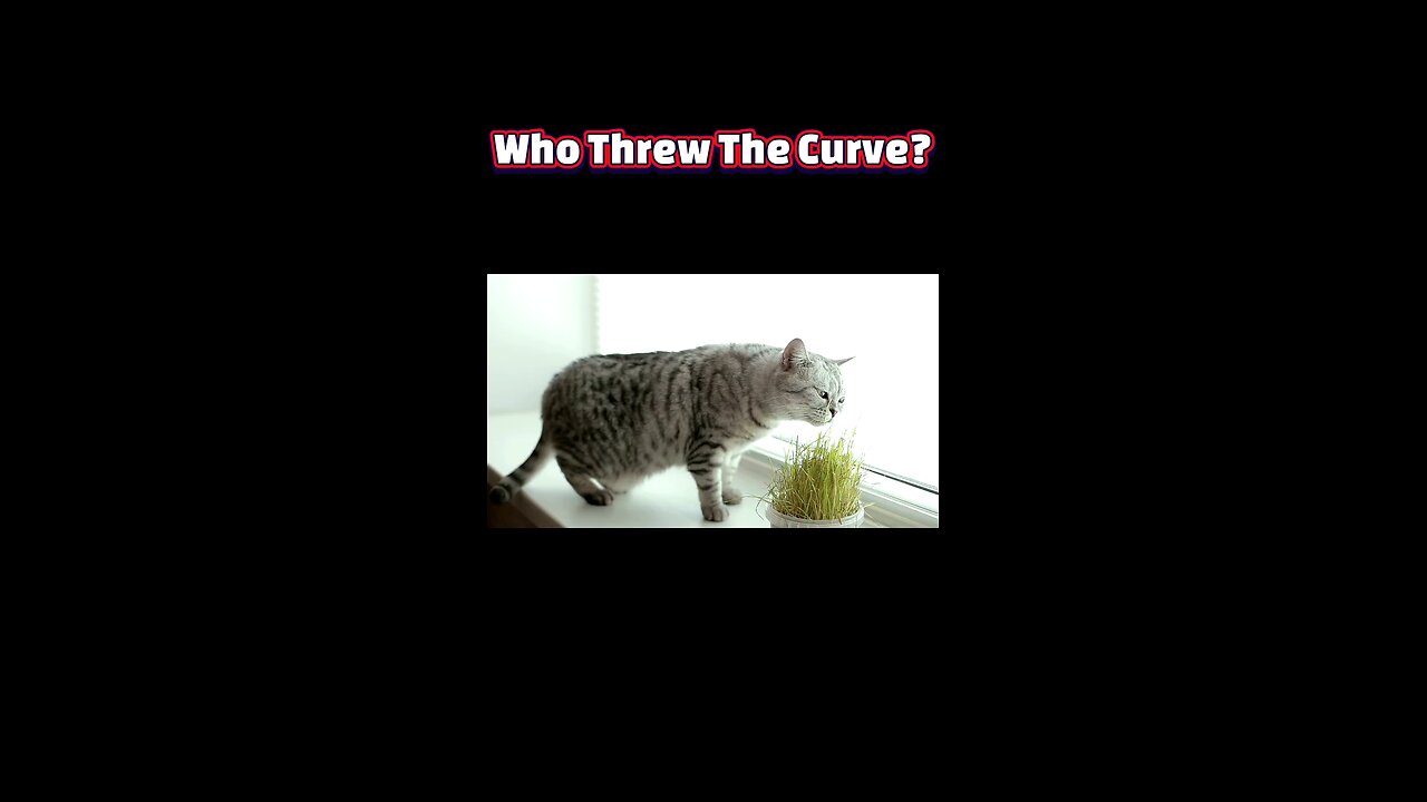 Catnip Unleashed: Feline Euphoria Revealed