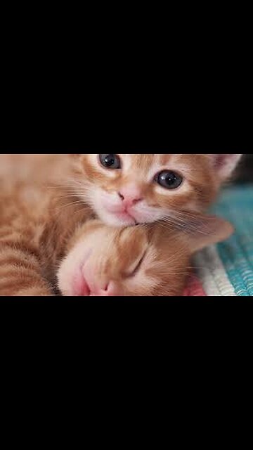 Hilarious Cat Reactions While Playing With Kids – Ultimate Fun Compilation!