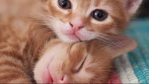 Hilarious Cat Reactions While Playing With Kids – Ultimate Fun Compilation!