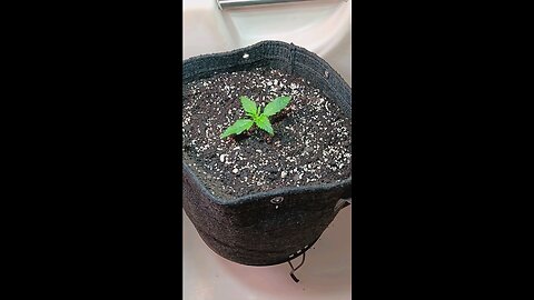 Gorilla Cookies auto week 1 day 2