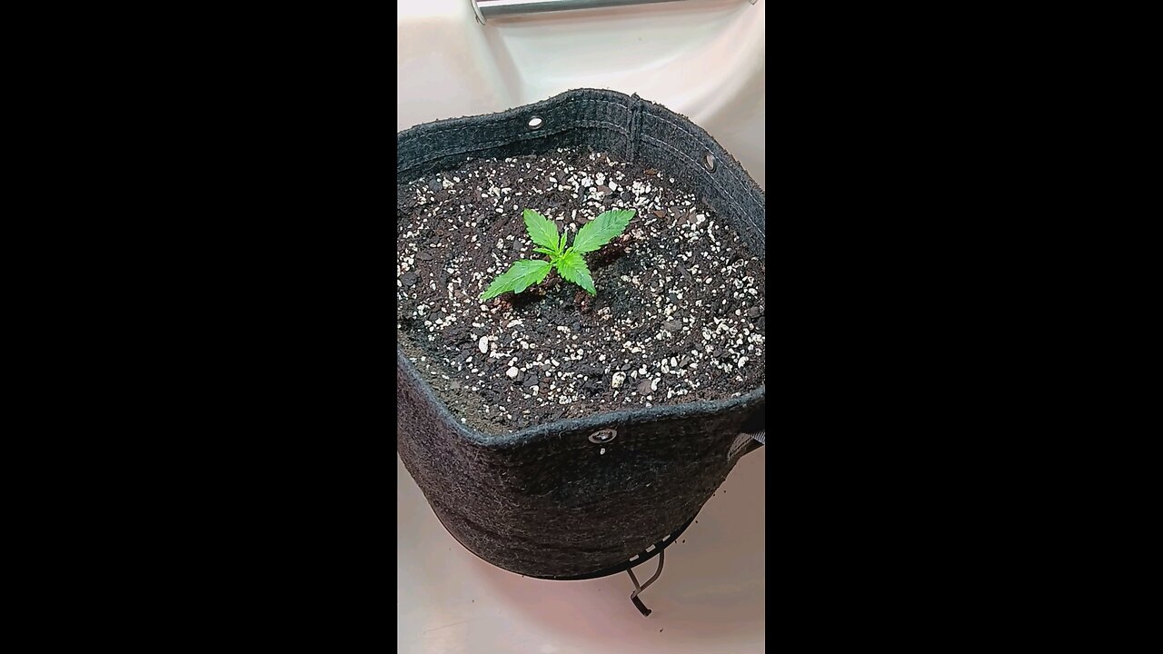 Gorilla Cookies auto week 1 day 2