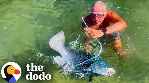 Guy Saves A Blue Groper Trapped In A Tide Pool | The Dodo