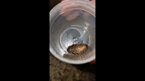 big trouble in the wild