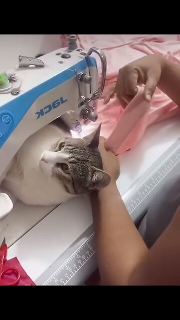 Cats are real helpers!