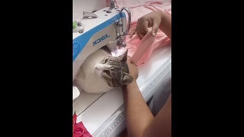 Cats are real helpers!