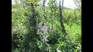 Attracting Positive Energy Anise Hyssop August 2024
