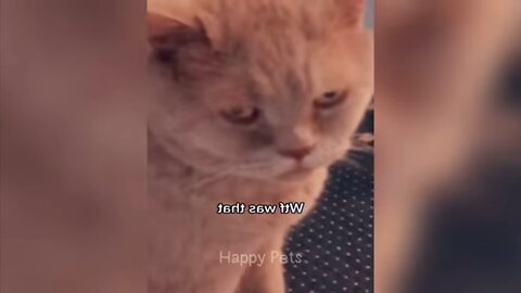 Mama Cat Takes Back Crying Kitten From Toddler 😹 cute cat l happy pets 😸