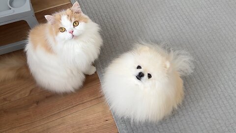 愛猫、愛犬としばらくお別れです(涙)今後について
