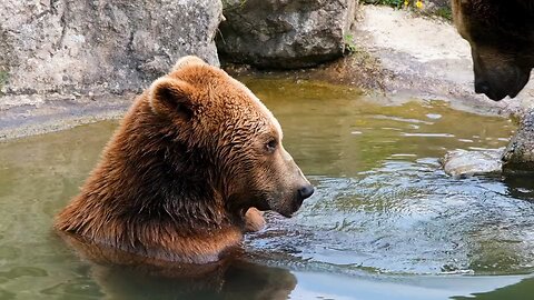 slow motion bear love