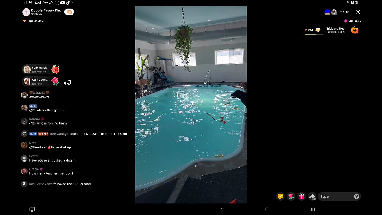 Bubble Puppy Play Pool on tik tok!