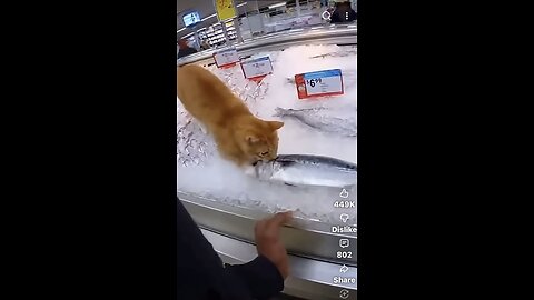 Cat stealing fish - It's pretty Funny!