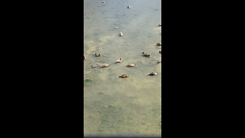 Mallard Ducks 🦆 #mallardducks #shorts #viral #trending #followme #ducks
