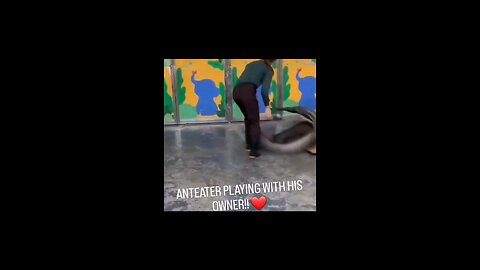 ANTEATER PLAYING WITH HIS OWNER!! ❤️