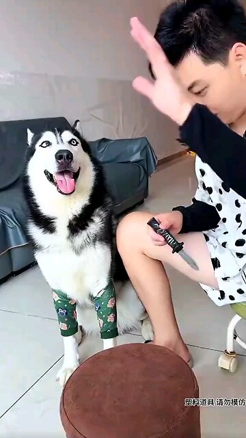 dog funny video😂 els#instagram#explorepage✨ #viral #trending