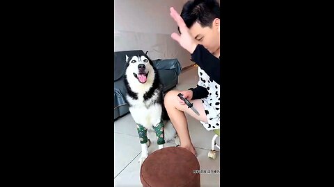 dog funny video😂 els#instagram#explorepage✨ #viral #trending