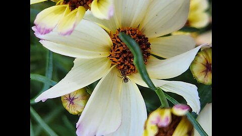 New Hyper Sonic Unidentified Bee Species requires more research by W.M.W.F.A.