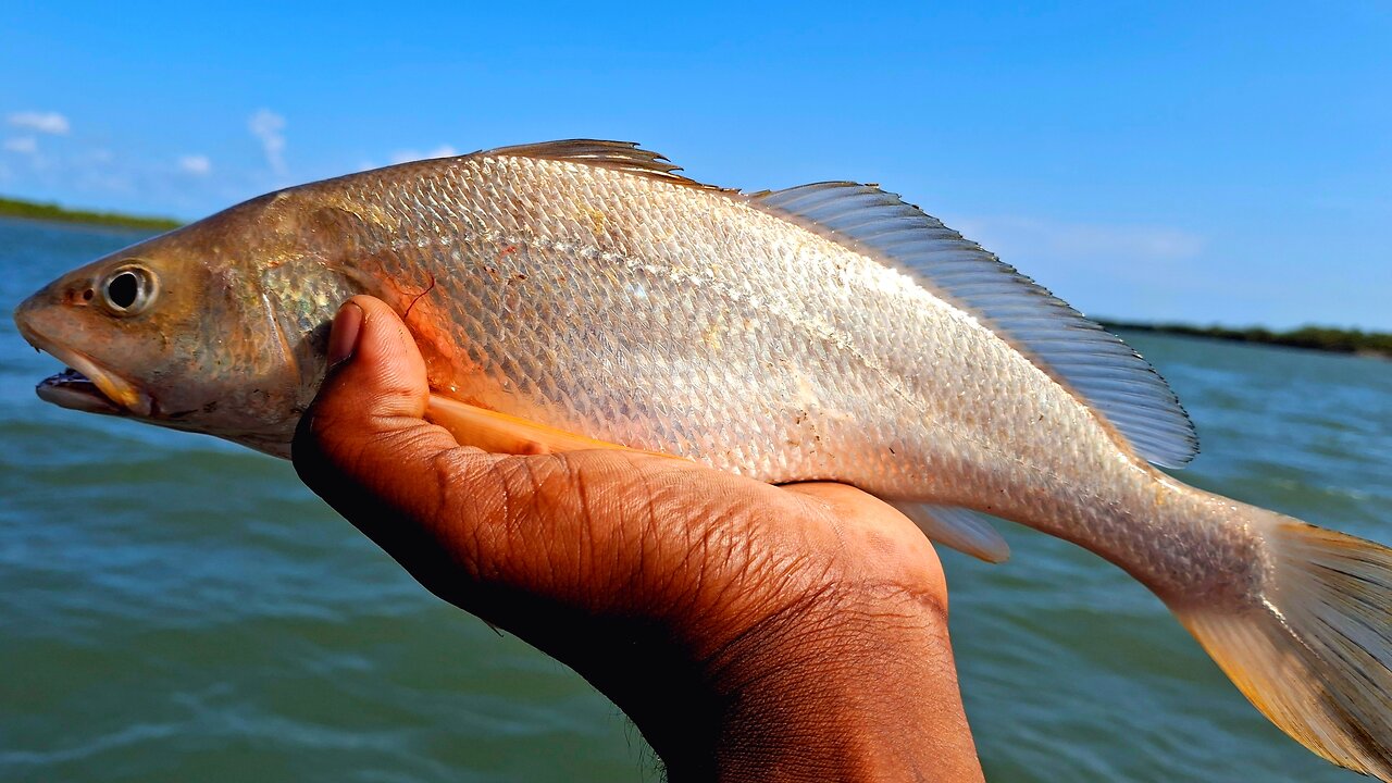 Mangrove lifestyle in sundarban forest #wildlifephotography part- 1