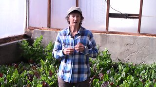 Hybrid vs Open Pollinated Seeds: Which is Better?