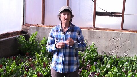 Hybrid vs Open Pollinated Seeds: Which is Better?