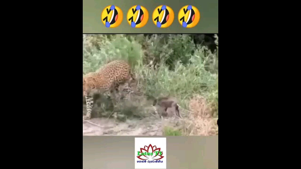 leopard and wild bour funny moment