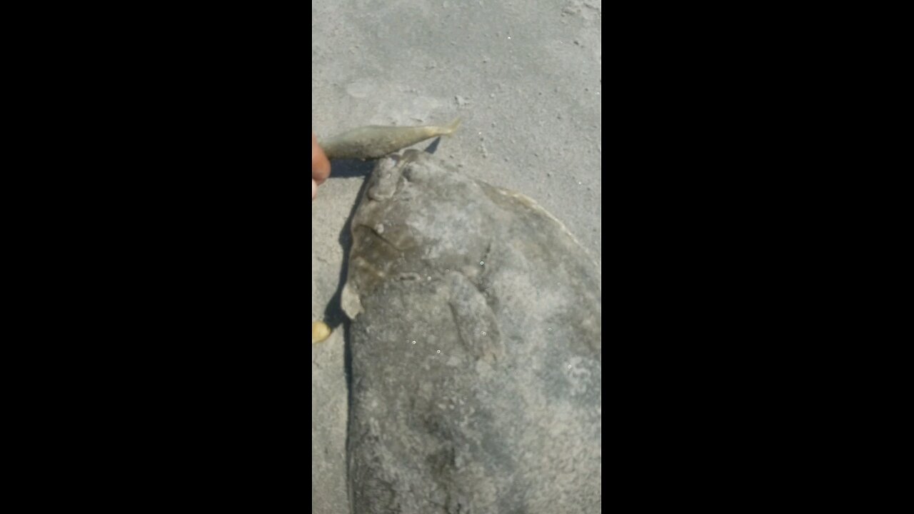 21.5" KEEPER FLUKE