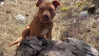 The original forest on flat earth part 17, 2 of 3